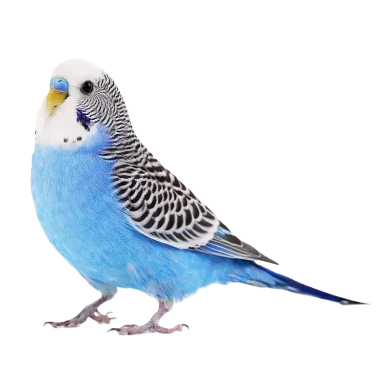 Aves